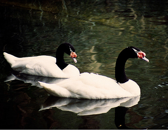 Ducks On Pond