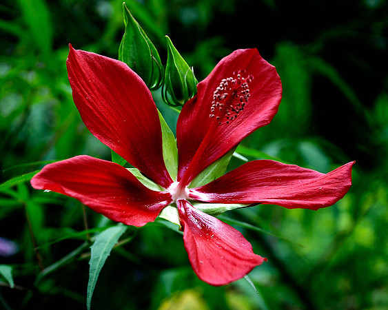 Red Flower