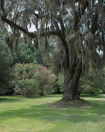 Live Oak 2