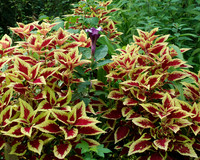 Yellow Red Flower