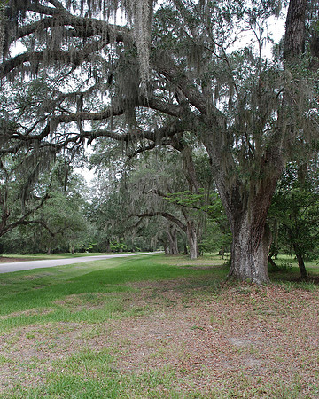 Live Oak 4