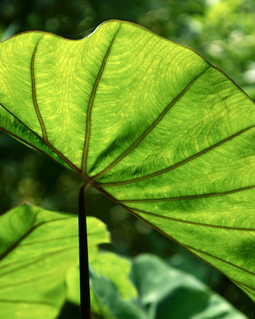Elephant Leaf