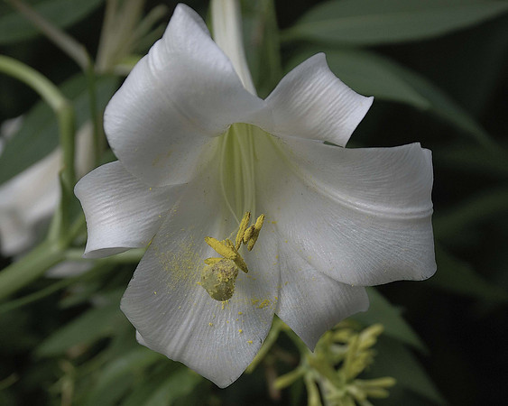White Flower