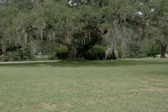 Live Oak