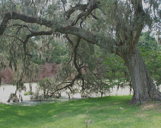 Live Oak 3