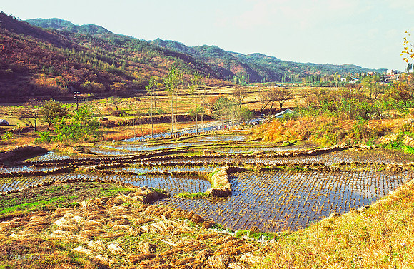 Rice Field