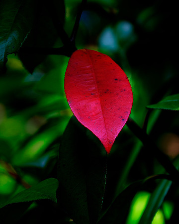 Red Leaf
