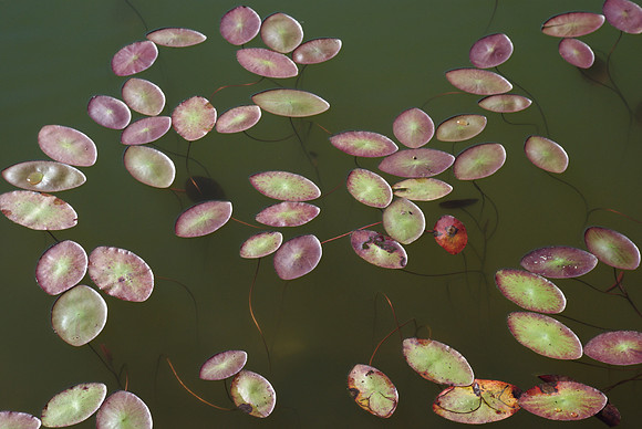Lilly Pad