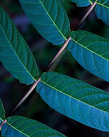 Leaf Ladder