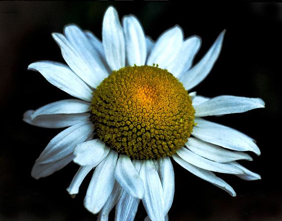 Wildflower