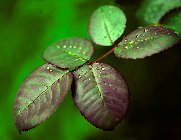 Morning Dew