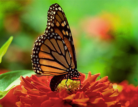 Butterfly