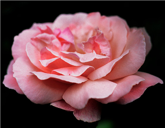 Pink Rose