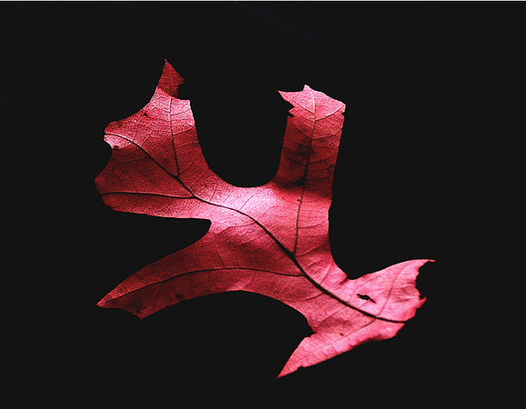 Red Bird